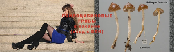 ПСИЛОЦИБИНОВЫЕ ГРИБЫ Аркадак